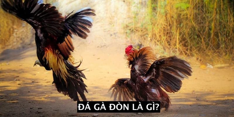 Giải thích khái niệm “đá gà đòn là gì” cho thành viên